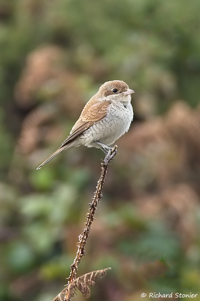 Red-backed Shrike