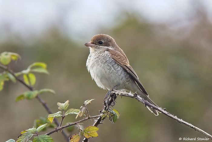 Red-backed Shrike