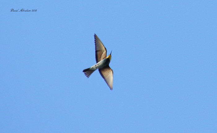 Bee-eater