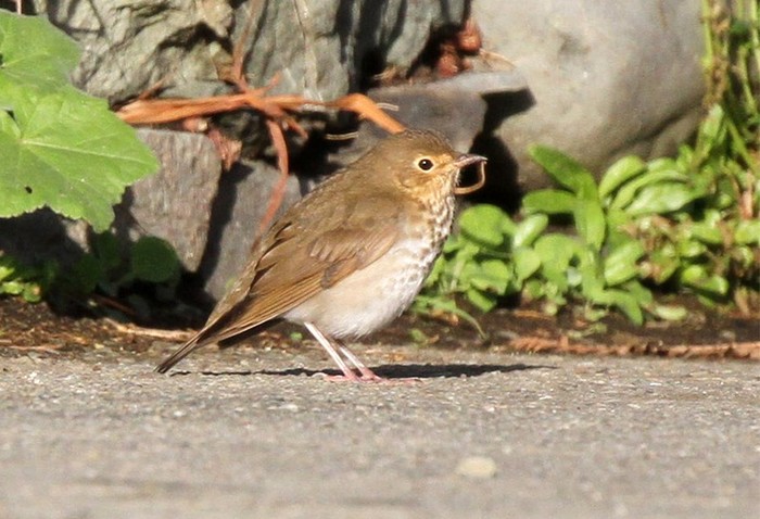 Swainson's Thrush