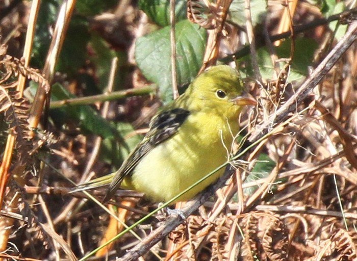 Scarlet Tanager