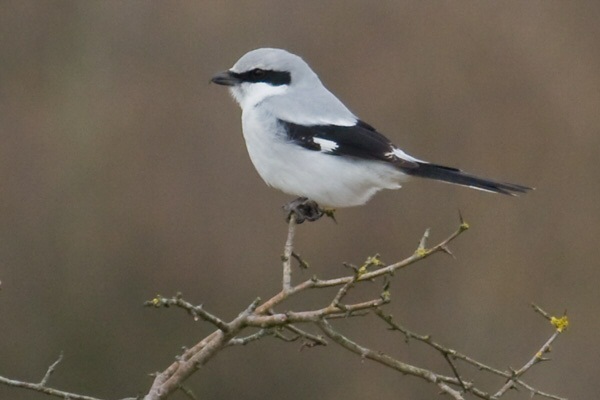 Great Grey Shrike