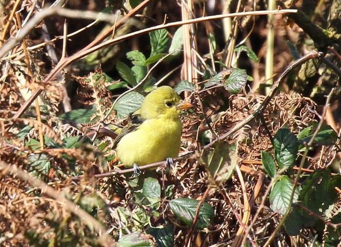 Scarlet Tanager