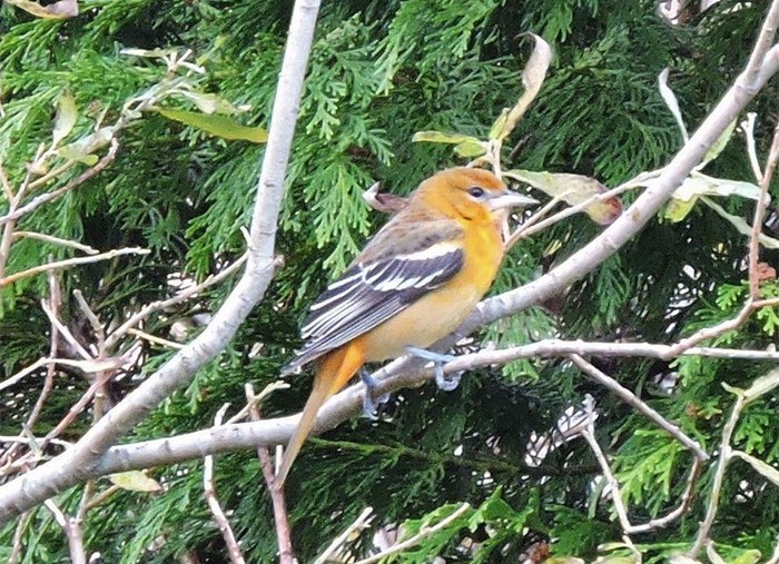 Baltimore Oriole