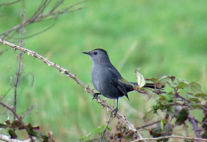 Grey Catbird