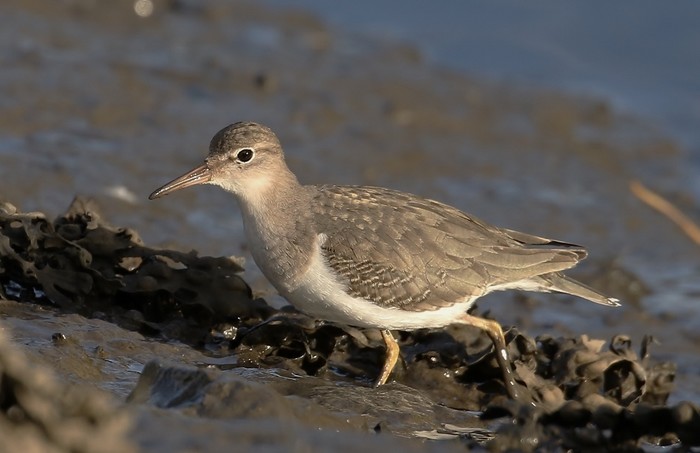 Spotted Sandpiper
