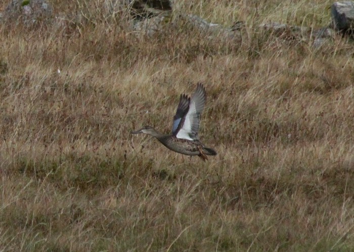 Blue-winged Teal