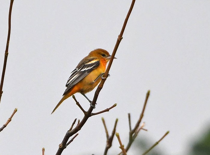 Baltimore Oriole