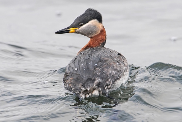 Red-necked Grebe