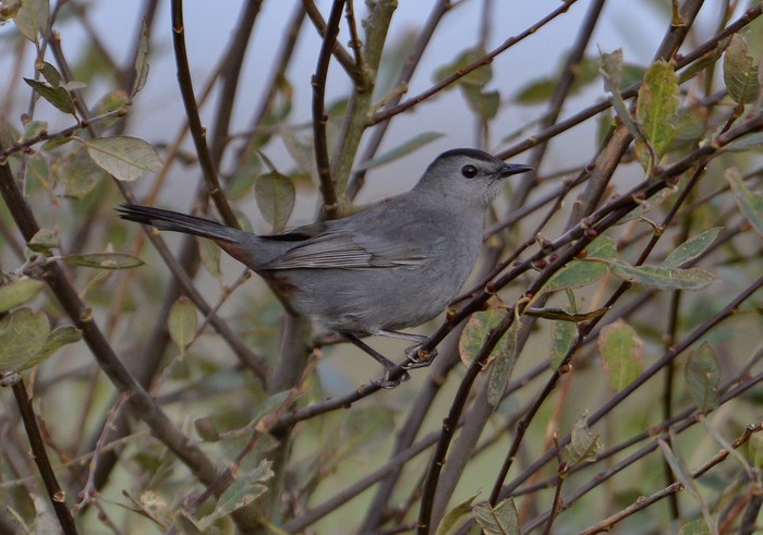 Grey Catbird