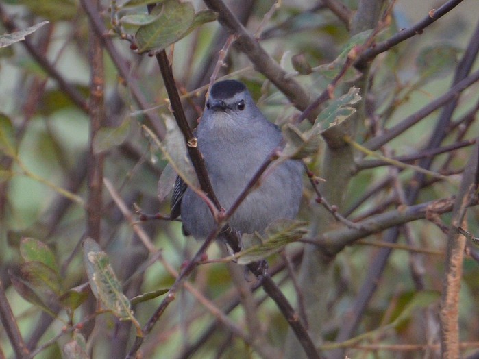 Grey Catbird
