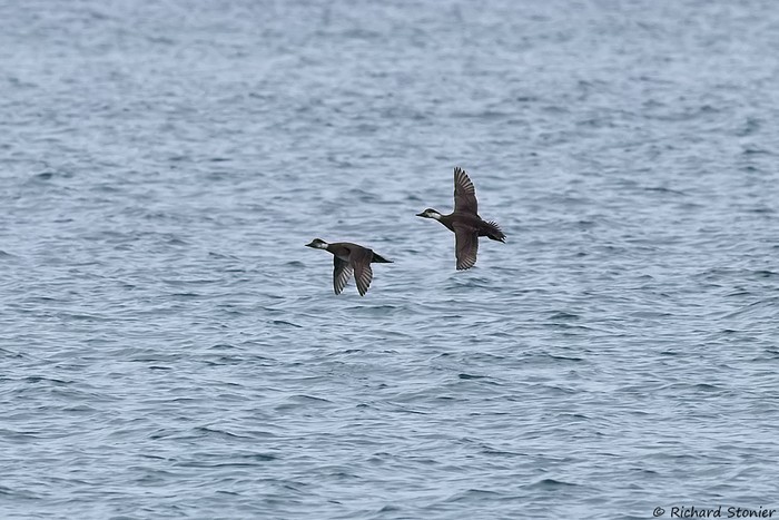 Common Scoter
