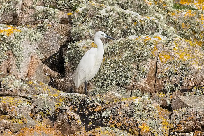 Little Egret