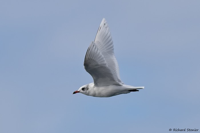 Mediterranean Gull
