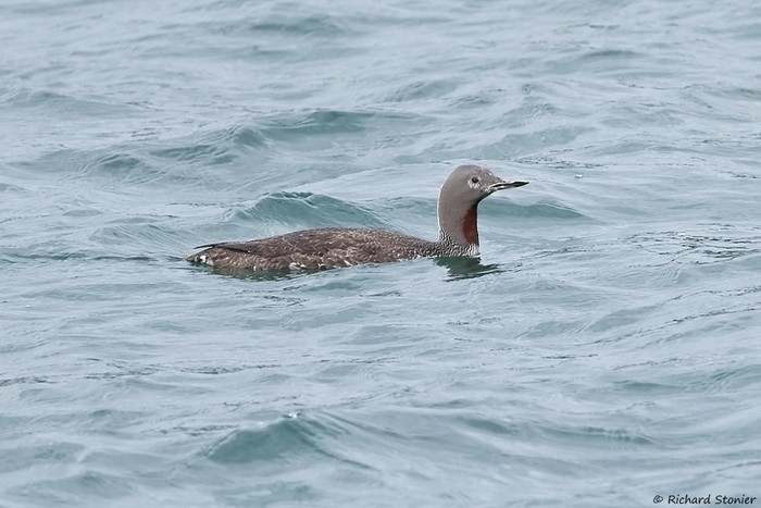 Red-throated Diver