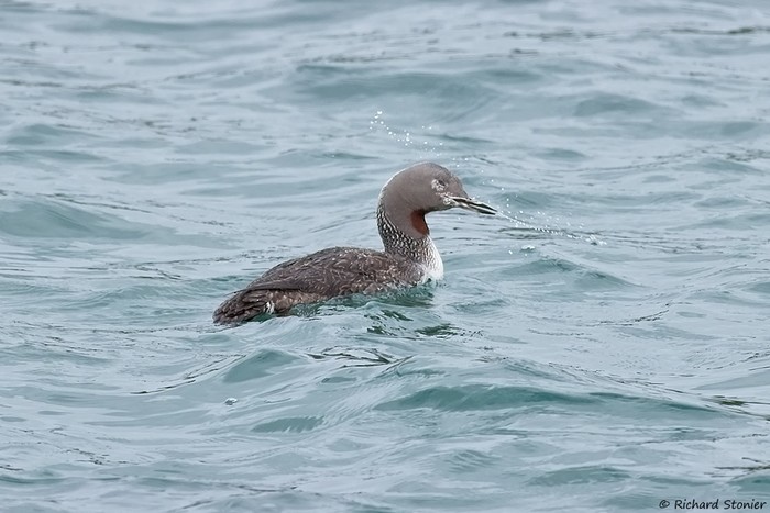 Red-throated Diver