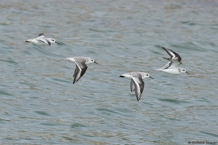 Sanderling