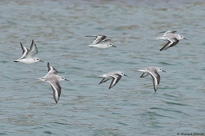 Sanderling