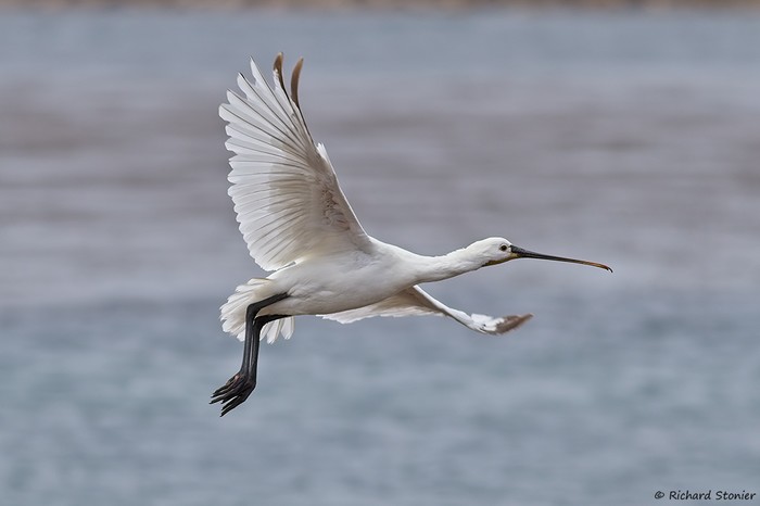 Spoonbill