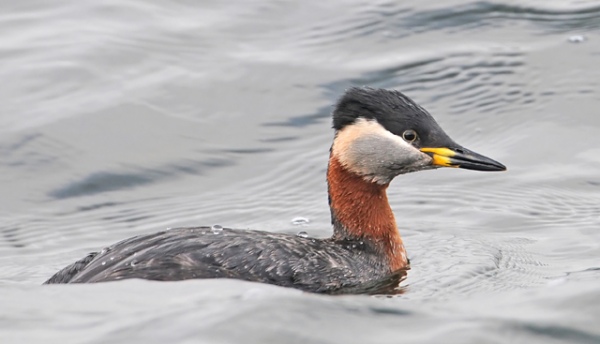Red-necked Grebe