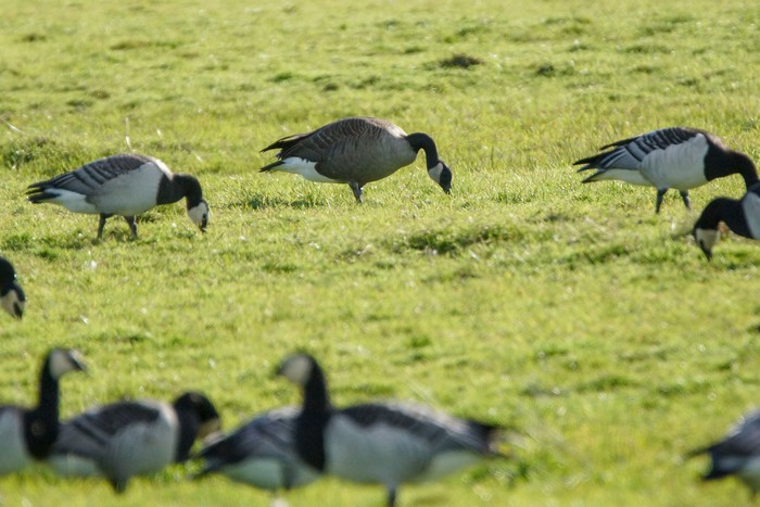 Todd's Canada Goose