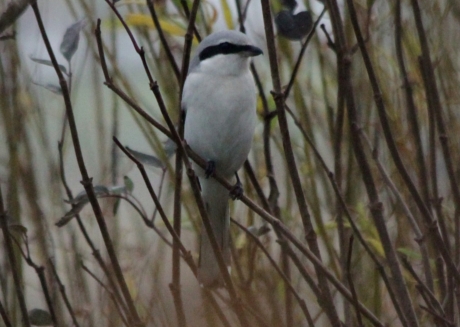 Great Grey Shrike