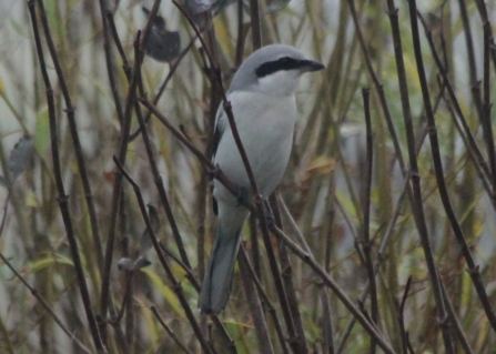 Great Grey Shrike