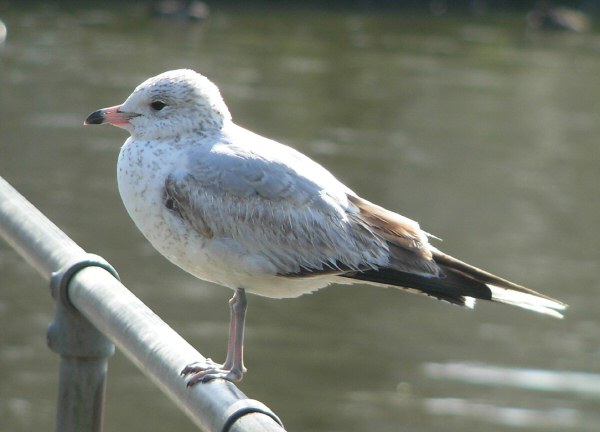 Ring-billed Gull