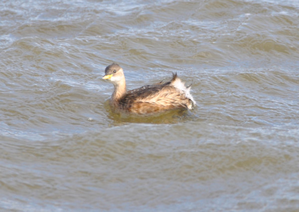 Little Grebe