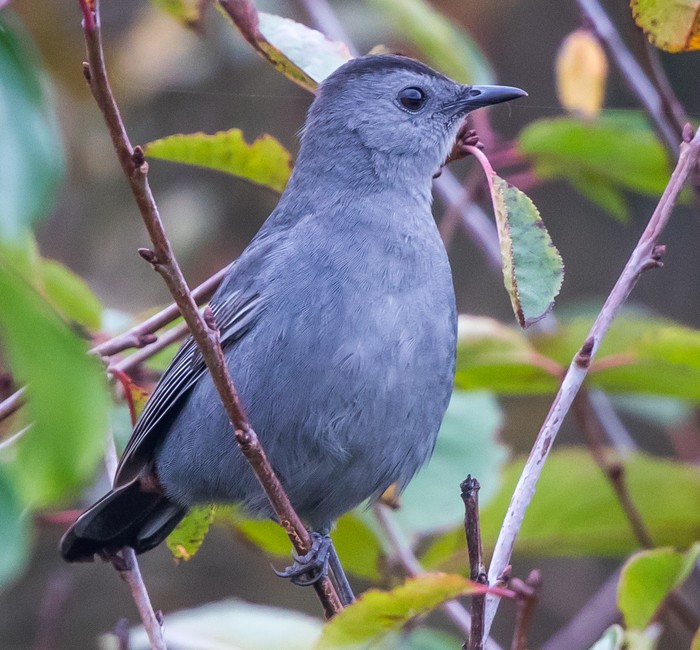 Grey Catbird