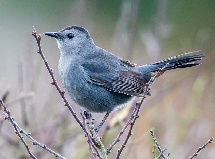 Grey Catbird