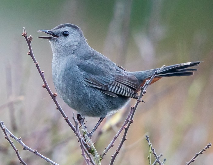 Grey Catbird