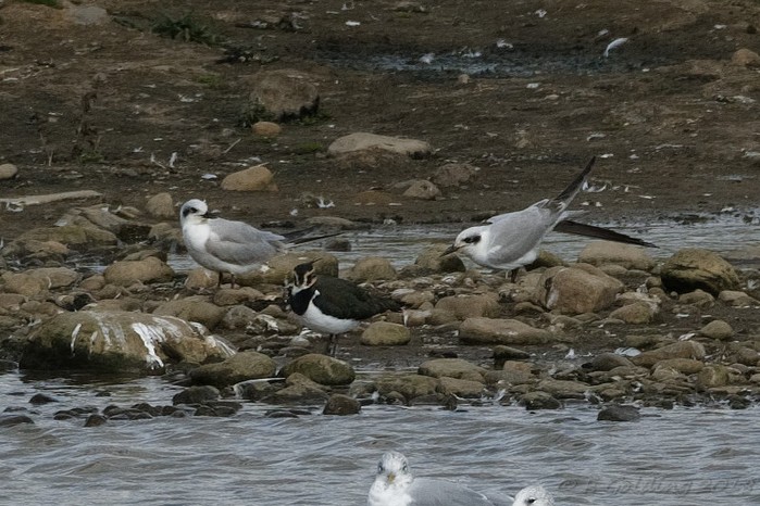 Gull-billed Tern