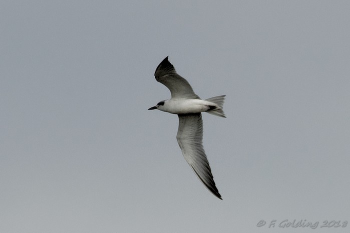 Gull-billed Tern