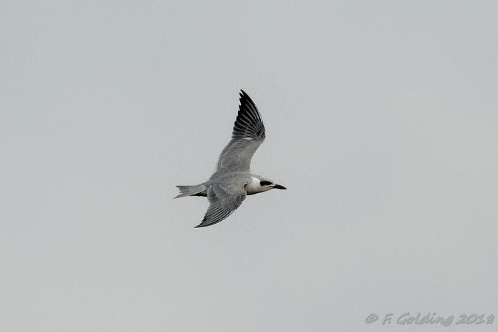 Gull-billed Tern