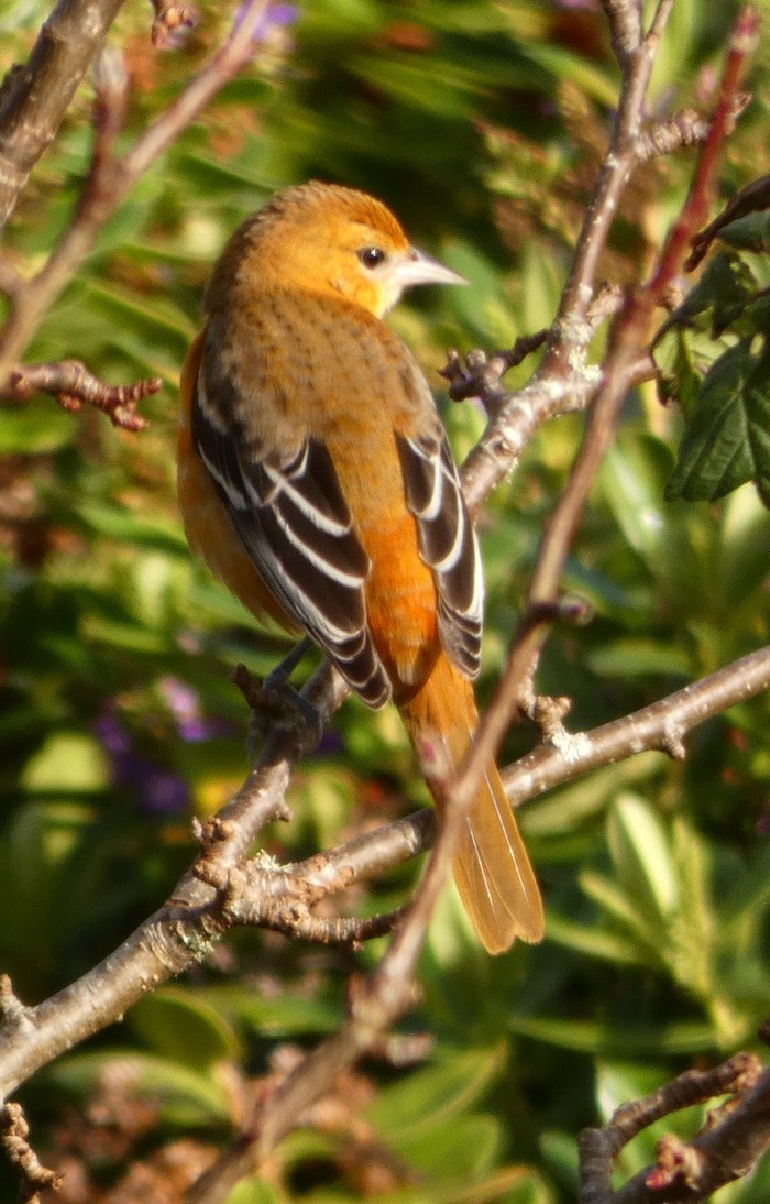 Baltimore Oriole