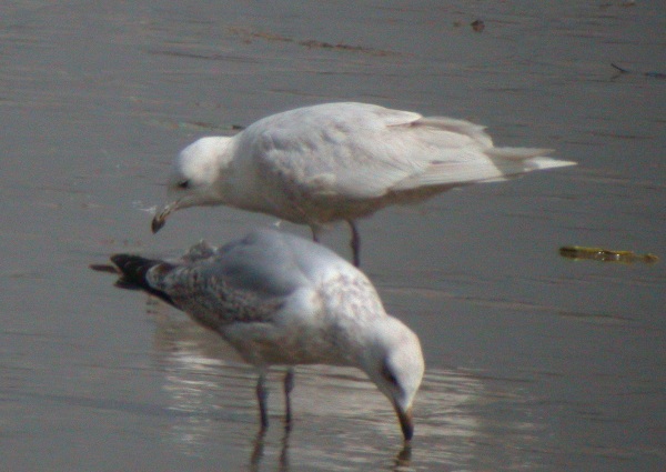 Iceland Gull