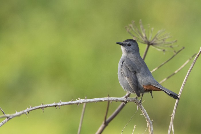 Grey Catbird