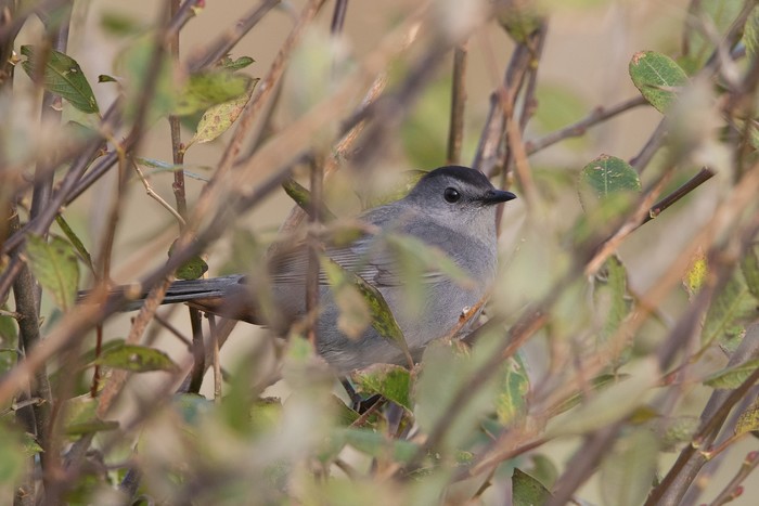 Grey Catbird