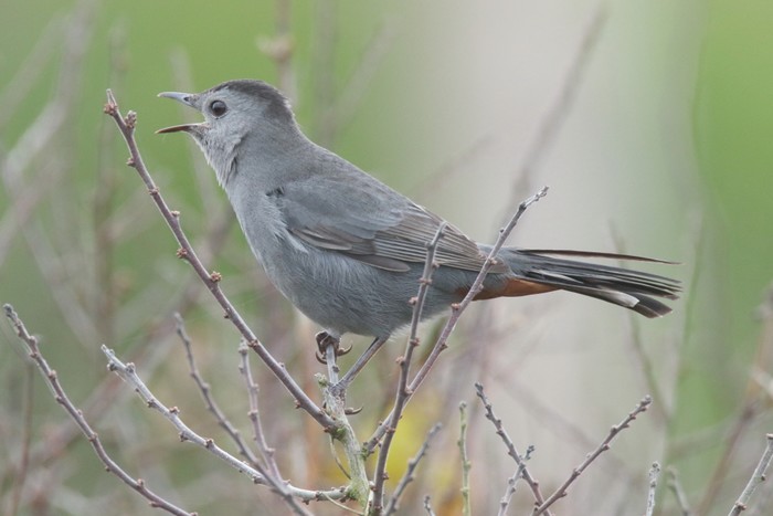 Grey Catbird