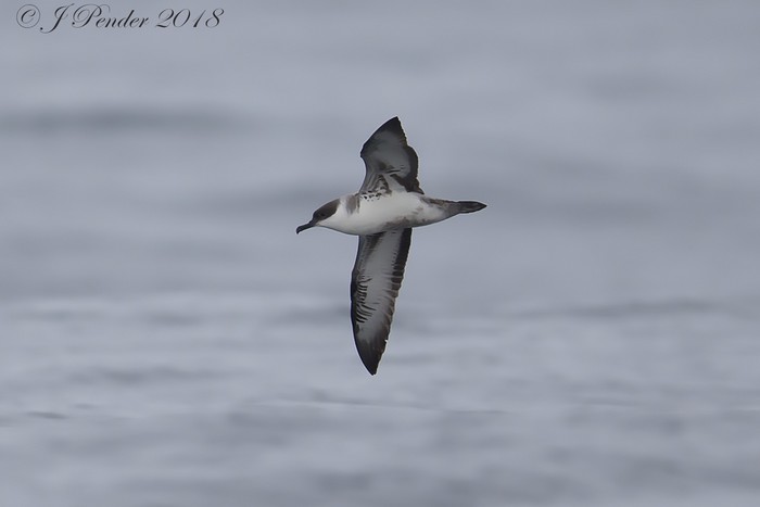 Great Shearwater