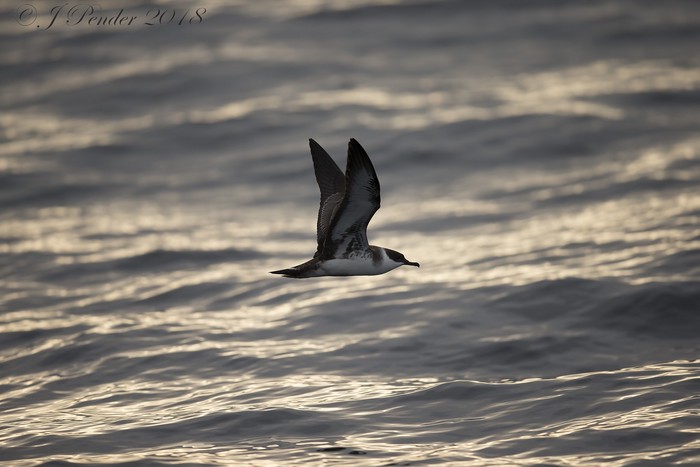 Great Shearwater