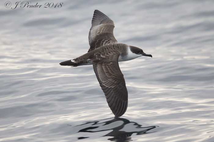 Great Shearwater