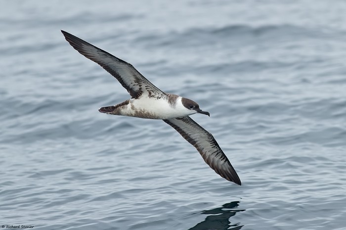 Great Shearwater