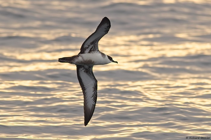 Great Shearwater