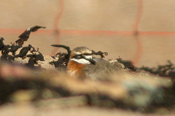 Mongolian Sand Plover