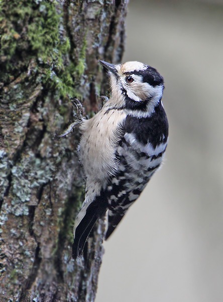 Lesser Spotted Woodpecker