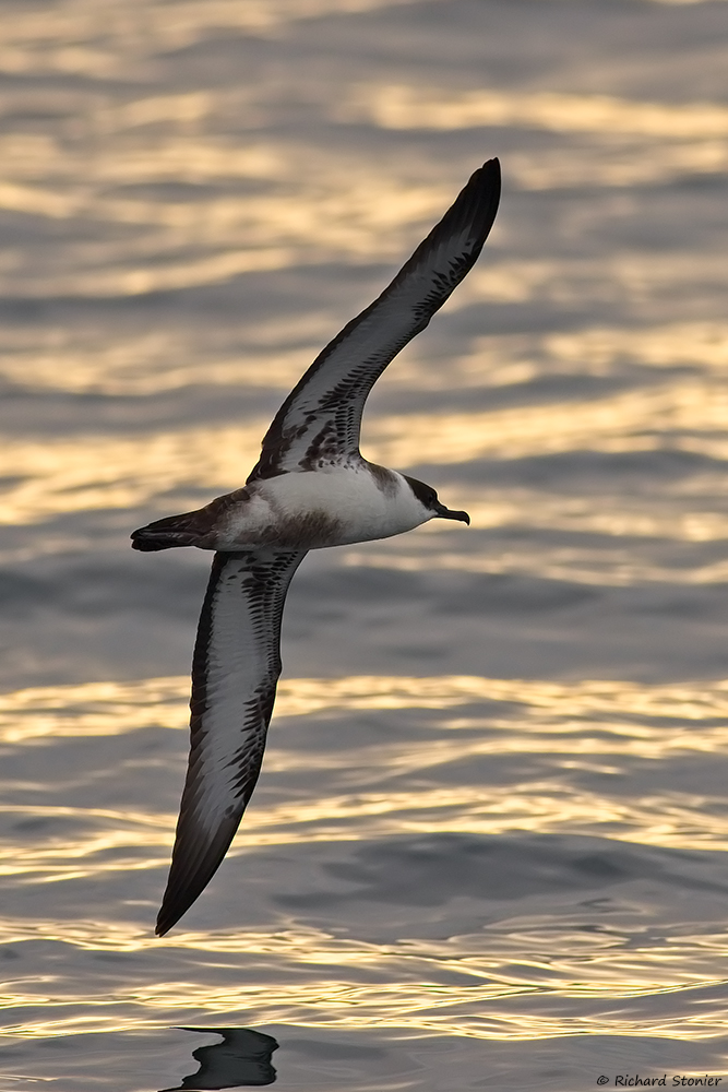 Great Shearwater