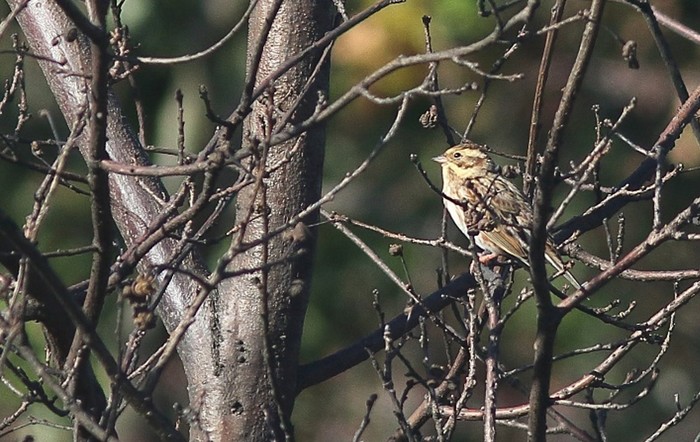 Rustic Bunting