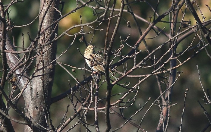 Rustic Bunting